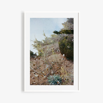 'Everlasting Daisy' Photographic Print by Film & Foliage *Last Chance* - Honest Paper - 26719