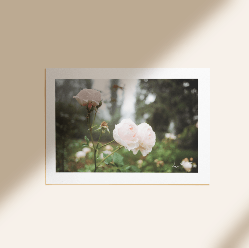 'Rose Garden' Photographic Print by Film & Foliage *Last Chance* - Honest Paper - 26722