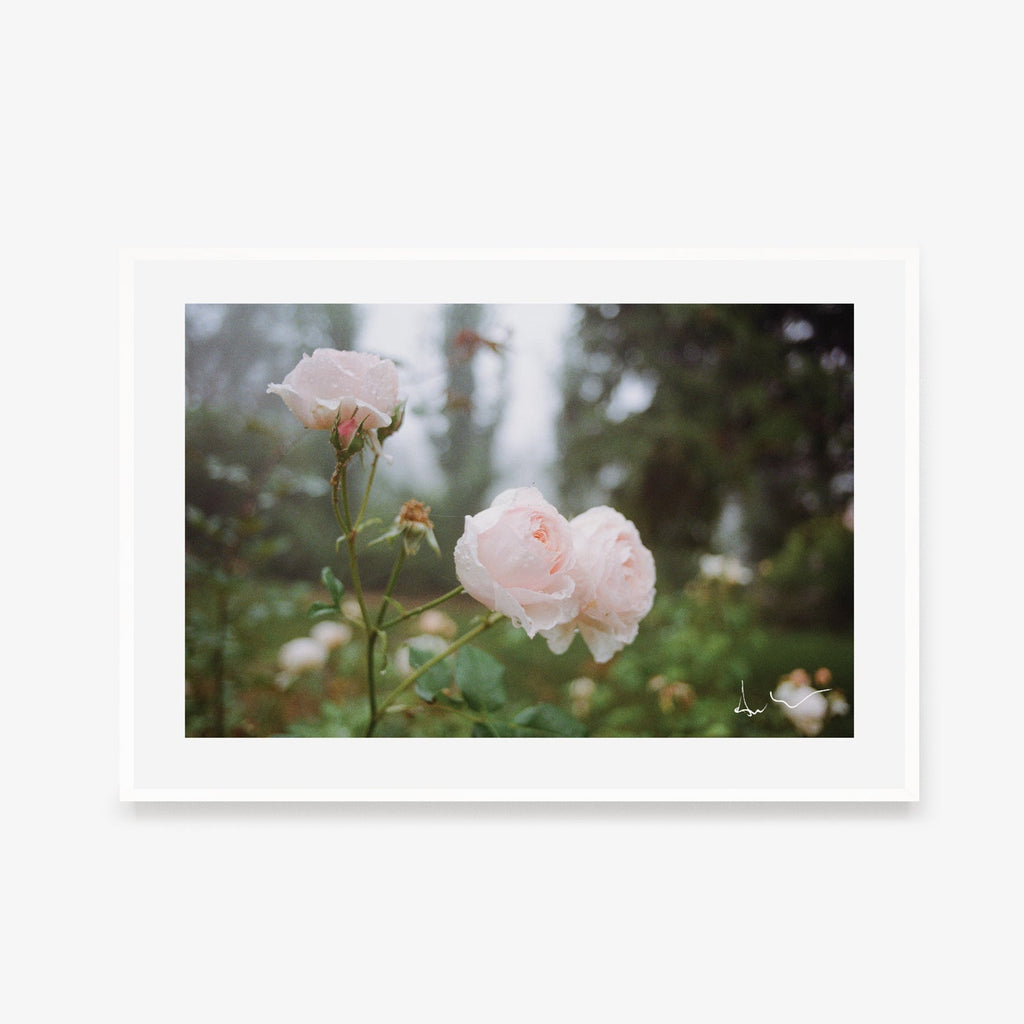 'Rose Garden' Photographic Print by Film & Foliage *Last Chance* - Honest Paper - 26722